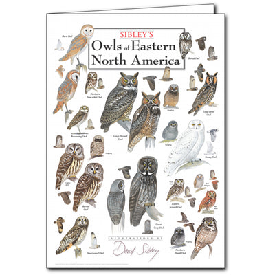 Owls of Eastern North America Card