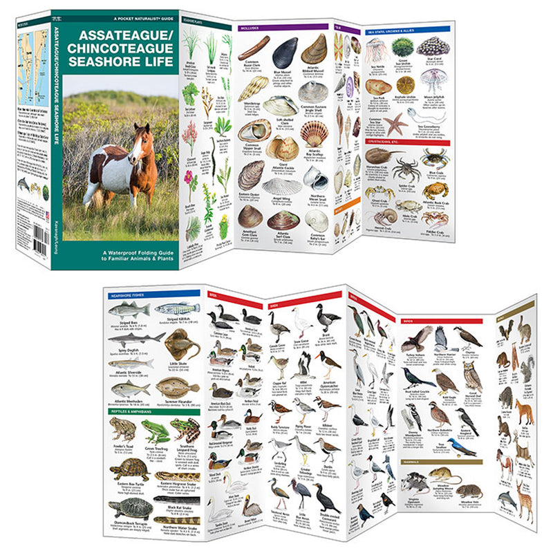 Assateague/Chincoteague Seashore Life Pocket Naturalist Guide Inside