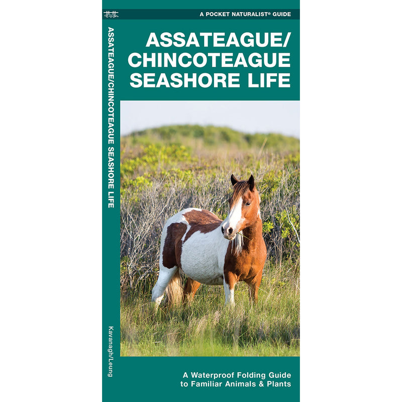 Assateague/Chincoteague Seashore Life Pocket Naturalist Guide