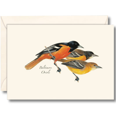 Baltimore Oriole Illustrated Notecards Set of 8