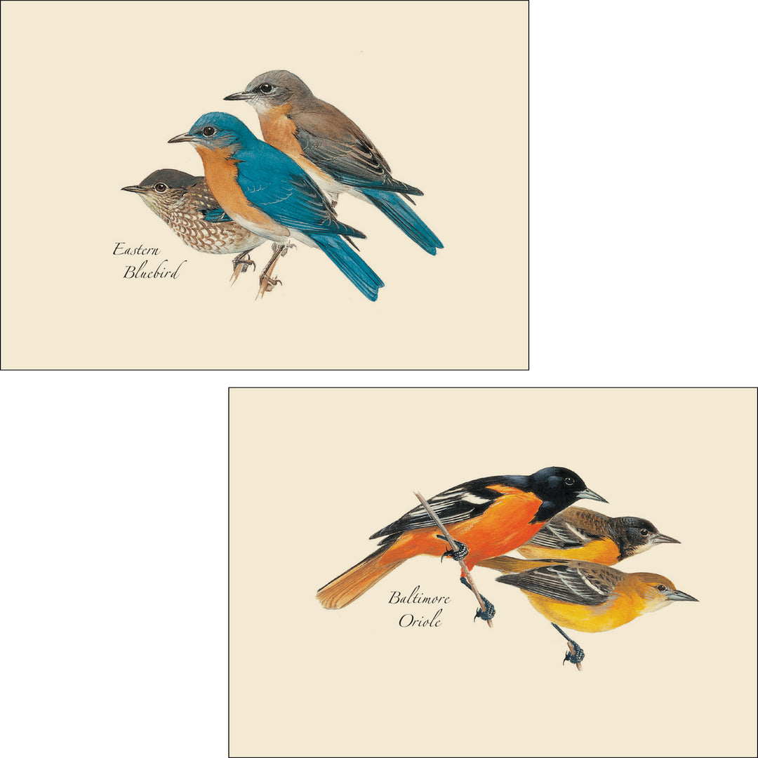 Bird Assortment Illustrated Notecards - Eastern Bluebird &amp; Baltimore Oriole