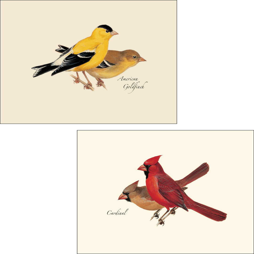 Bird Assortment Illustrated Notecards Set of 8 - Americna Goldfinch &amp; Cardinal
