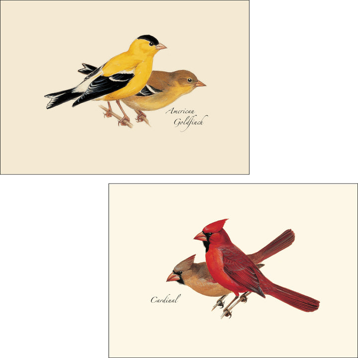 Bird Assortment Illustrated Notecards Set of 8 - Americna Goldfinch &amp; Cardinal