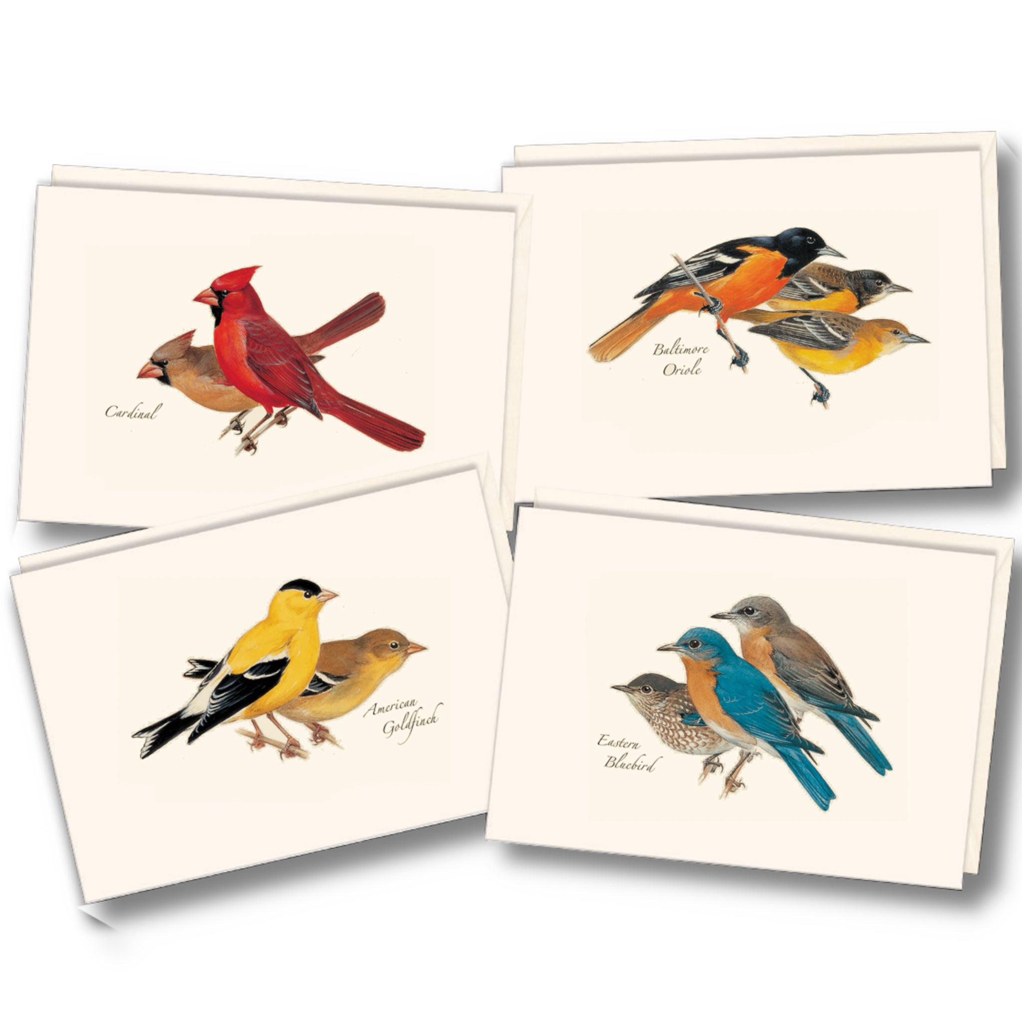 Bird Assortment Illustrated Notecards Set of 8 – The Maryland Store