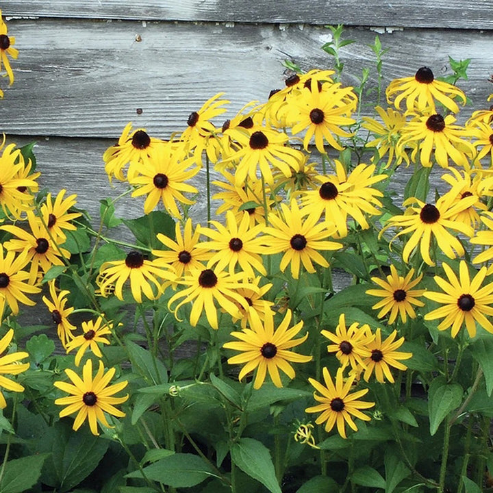 Black Eyed Susan Seeds Packet Flowers Example