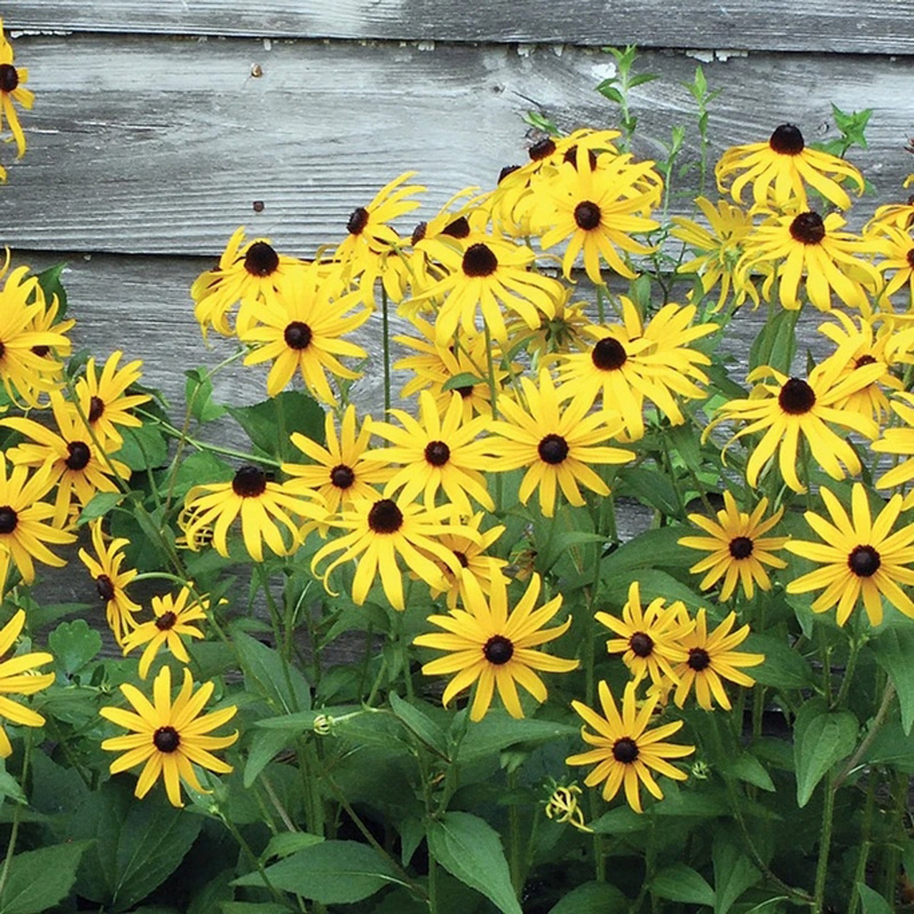 black eyed susan seeds from plant Black Eyed Susan Seeds Packet – The Maryland Store