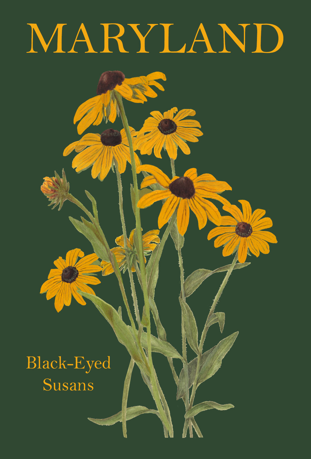 black-eyed susans postcard