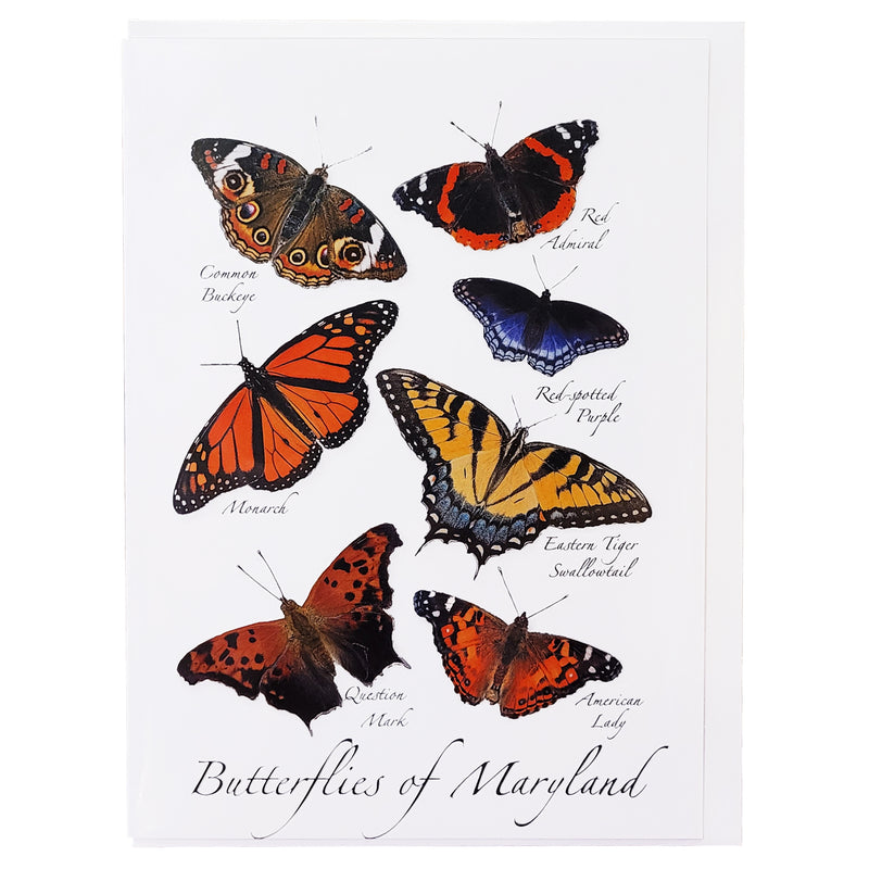 butterflies of maryland greeting card
