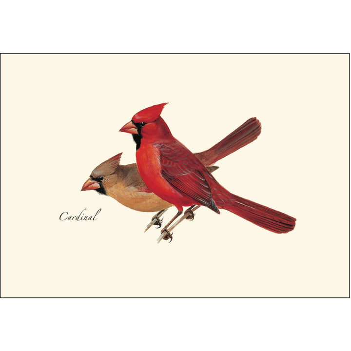 Cardinals Illustrated Notecards Closeup