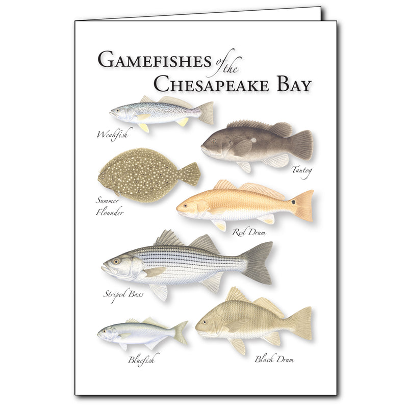 Gamefishes of the Chesapeake Bay Card