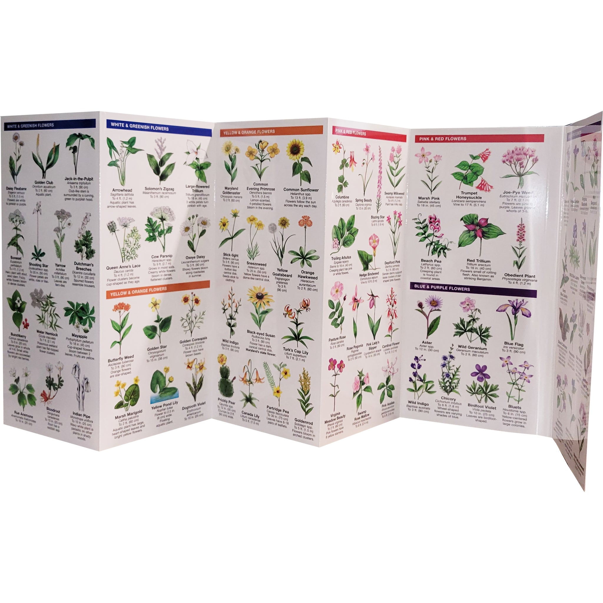 Maryland & DC Trees & Wildflowers Pocket Naturalist Guide – The