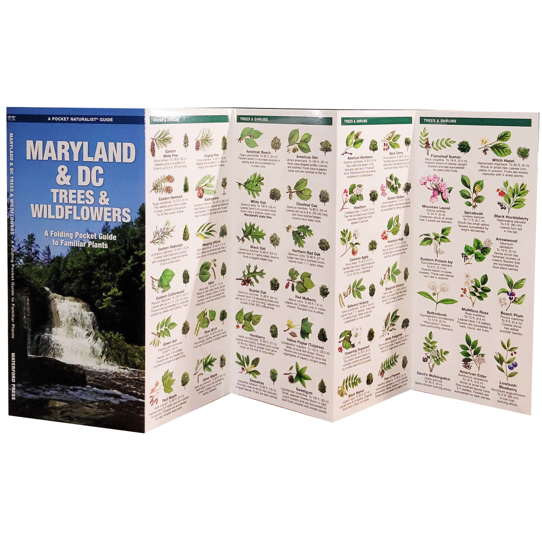 Maryland &amp; DC Trees &amp; Wildflowers Pocket Naturalist Guide