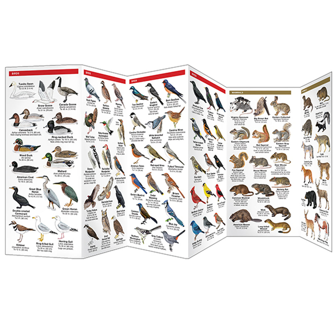 Maryland &amp; DC Wildlife Pocket Naturalist Guide