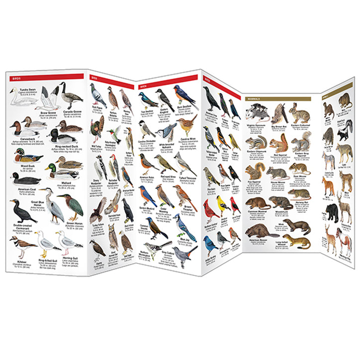 Maryland &amp; DC Wildlife Pocket Naturalist Guide