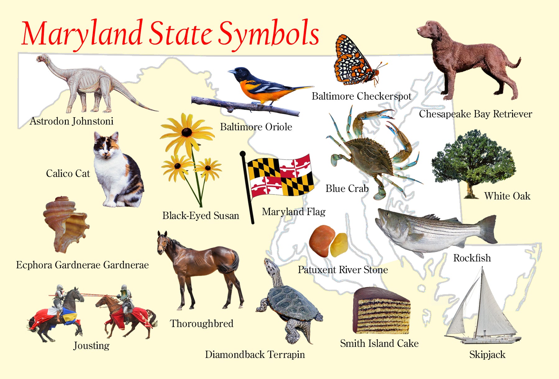 Postcard - Maryland State Symbols – The Maryland Store