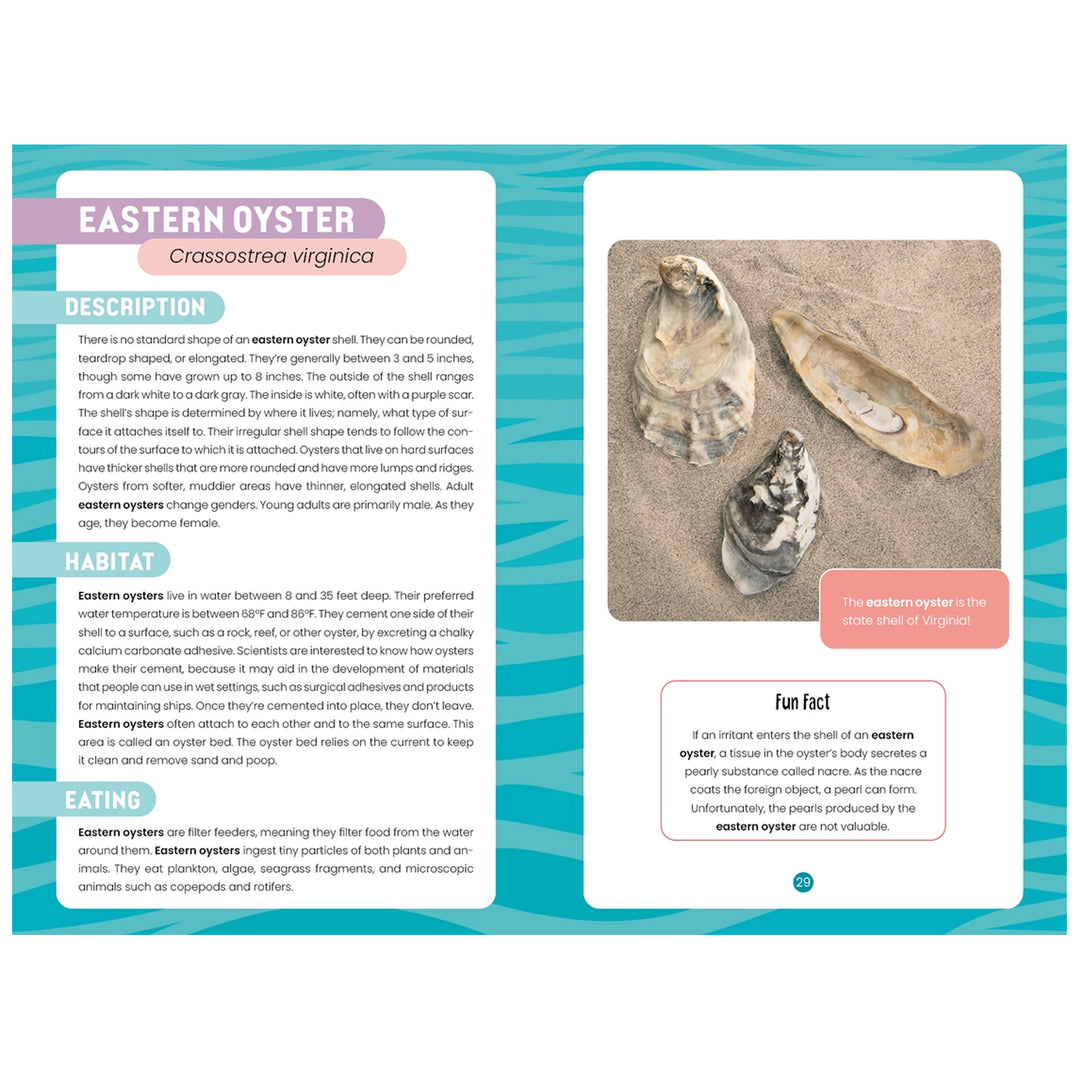 Seashells of Delmarva Identify and Learn Book - Eastern Oyster