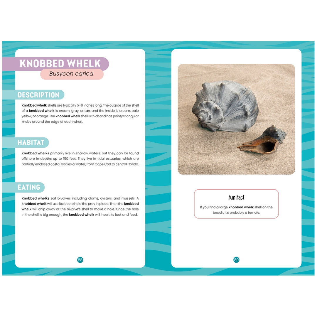 Seashells of Delmarva Identify and Learn Book - Knobbed Whelk