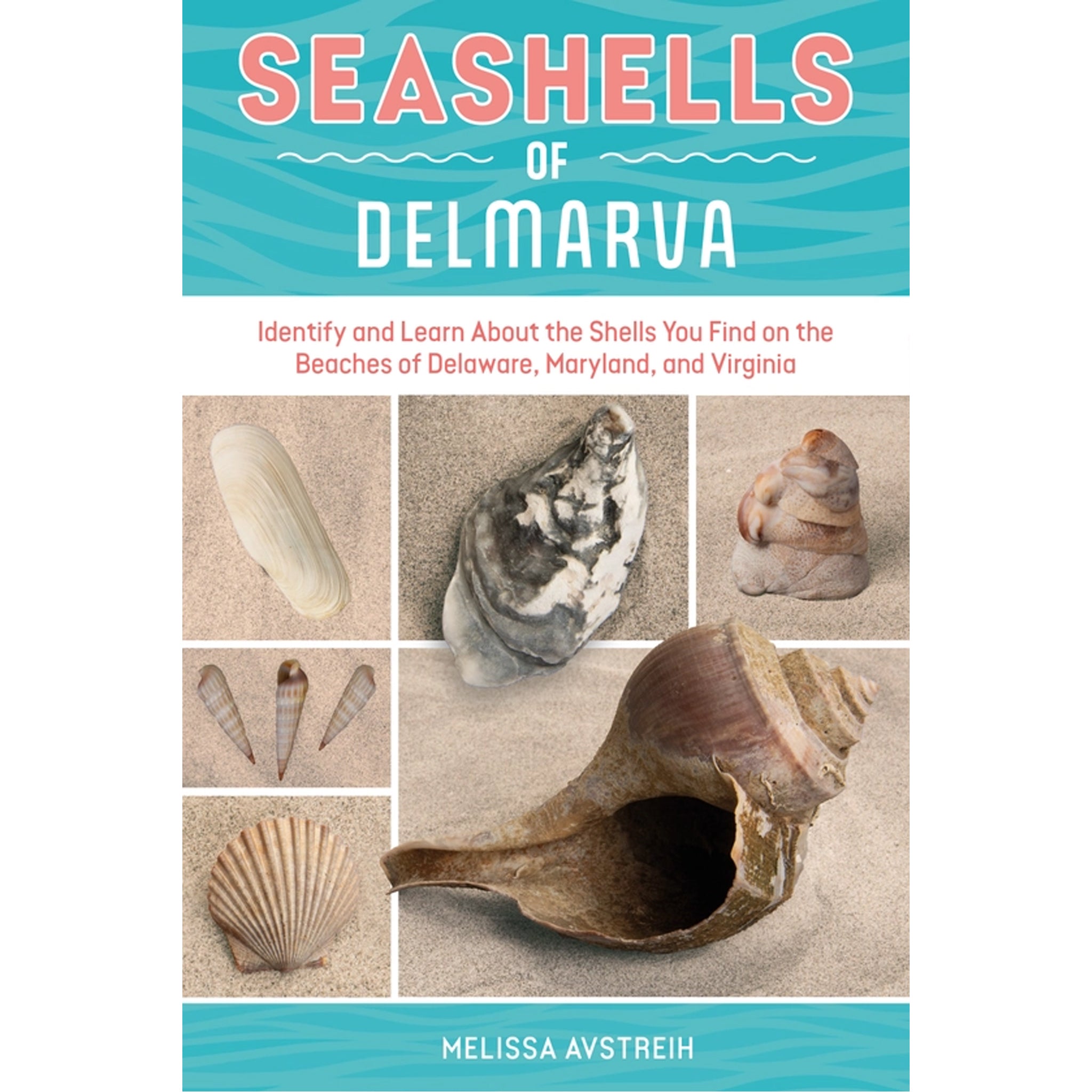 Seashells of Delmarva Identify and Learn Book | The Maryland Store