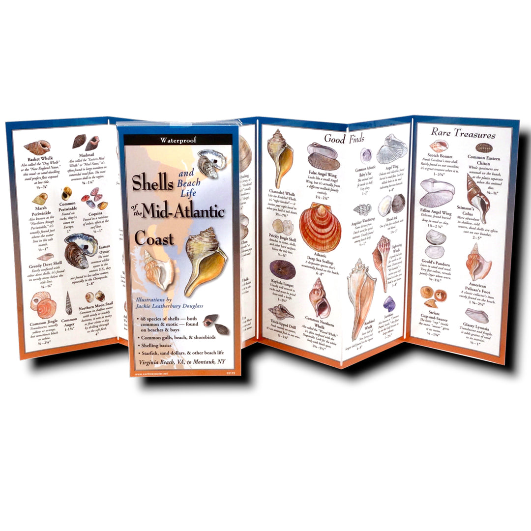 Shells and Beach Life of the Mid-Atlantic Coast Folding Guide (open)