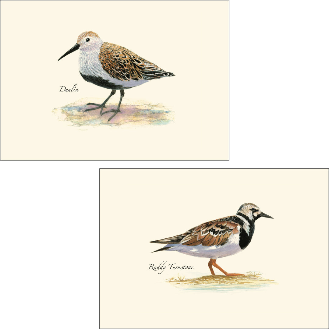 Shorebird Assortment Illustrated Notecards Set of 8 - Dunlin &amp; Ruddy Turnstone