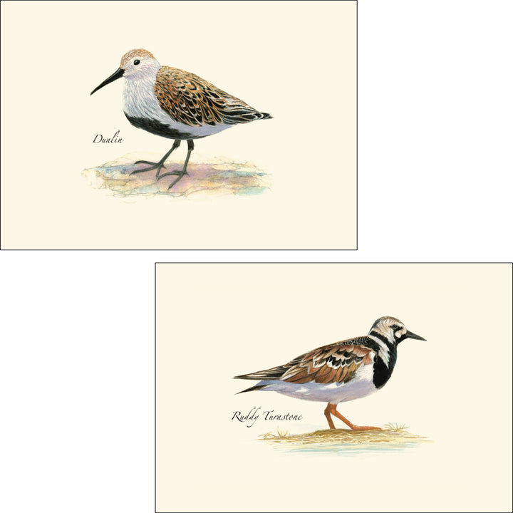 Shorebird Assortment Illustrated Notecards Set of 8 - Dunlin &amp; Ruddy Turnstone