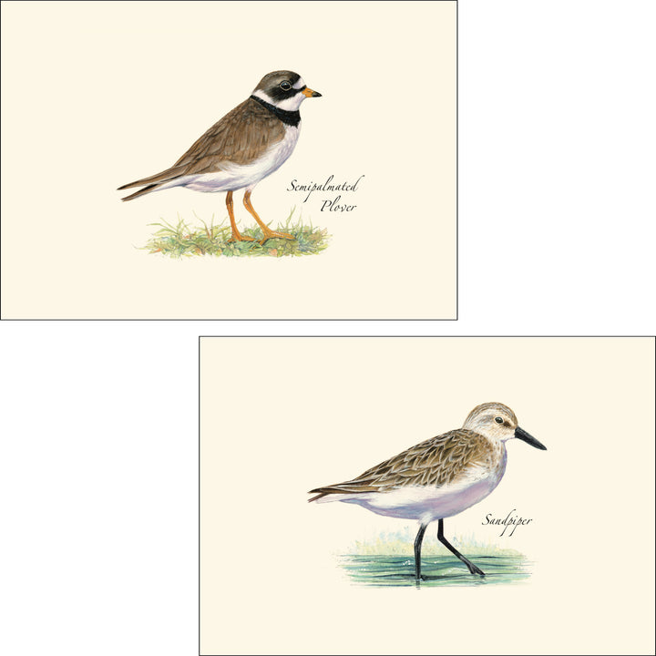 Shorebird Assortment Illustrated Notecards Set of 8 - Sandpiper &amp; Semipalmated Plover