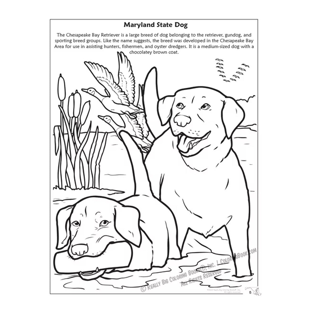 State of Maryland Coloring &amp; Activity Book - Inside Page