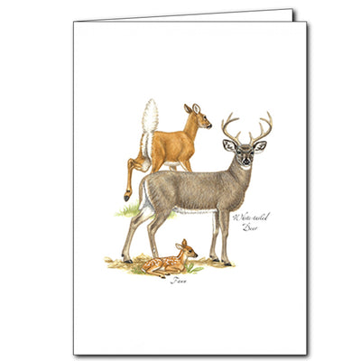 White-tailed Deer Card
