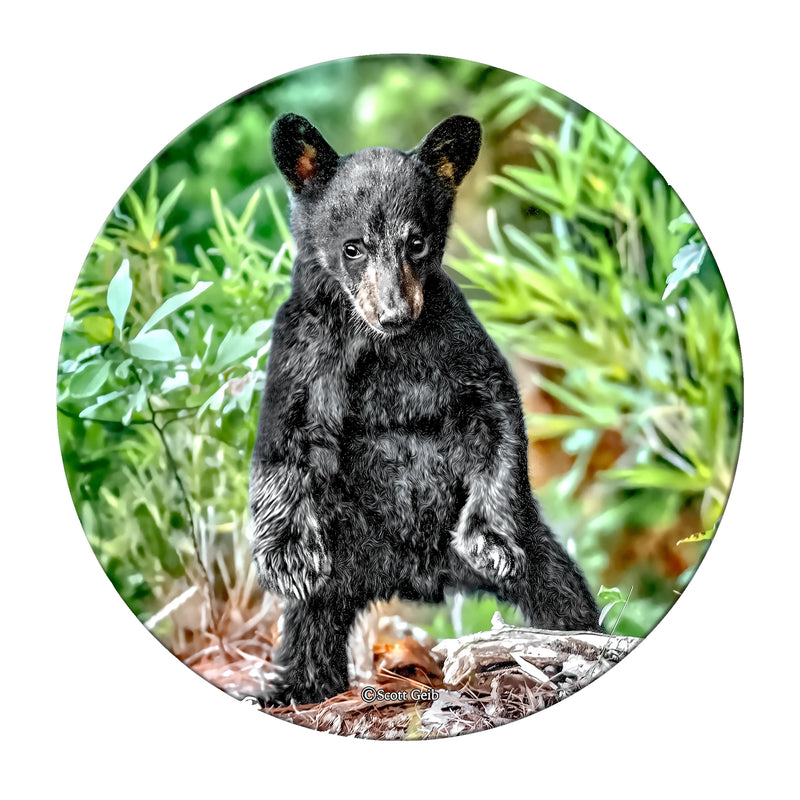 Western Maryland Bear Cub Neoprene Coaster