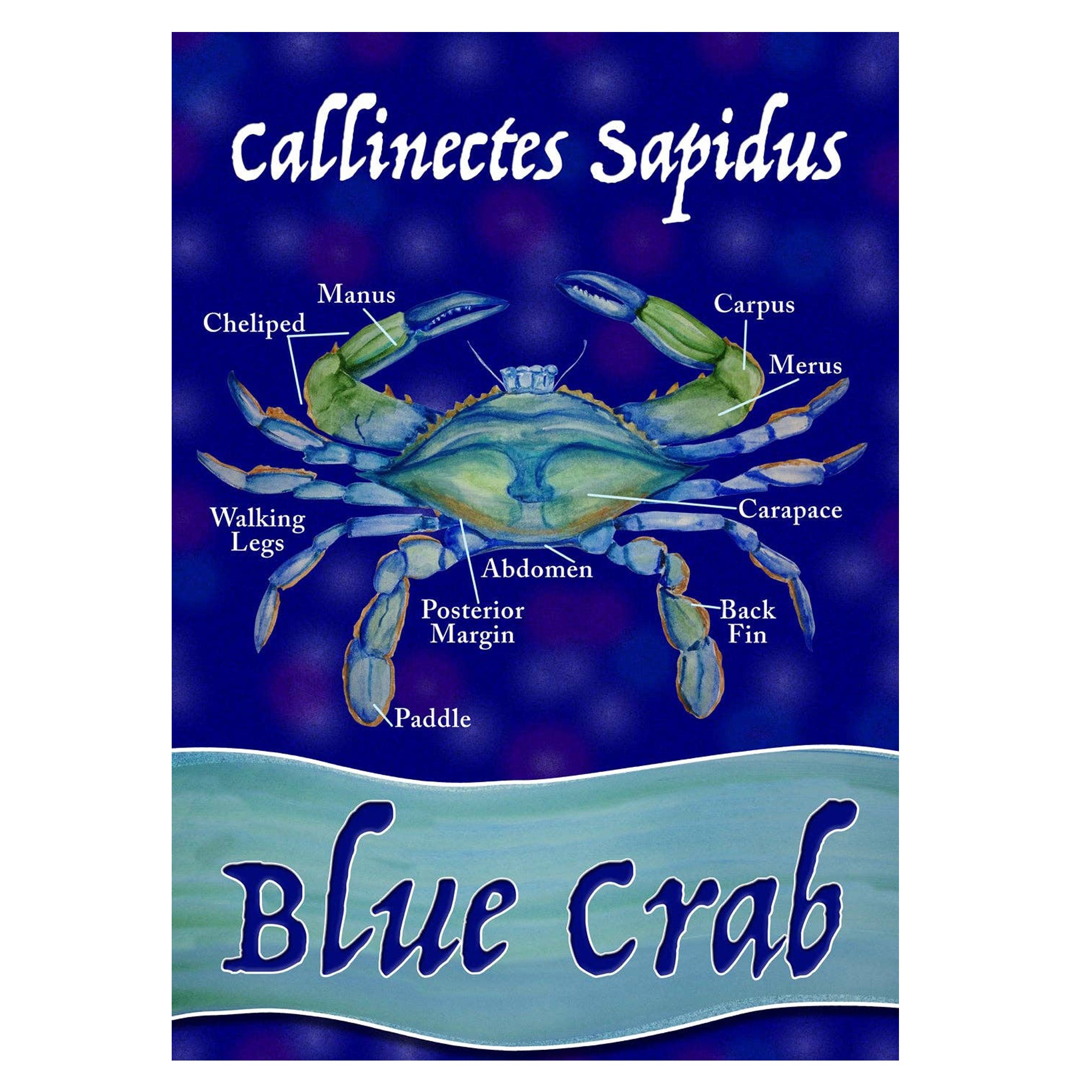 Blue Crab Callinectes Sapidus (Sleeve) Flag The Maryland Store