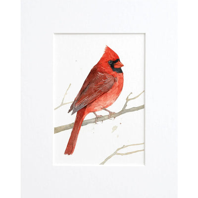 Male Cardinal Watercolor Art Print - Matted