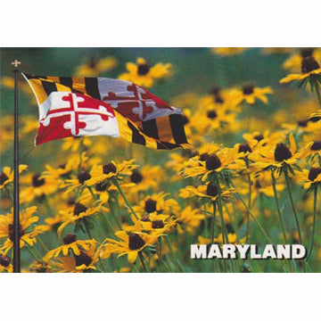 Postcard - Maryland Flag & Black-Eyed Susans