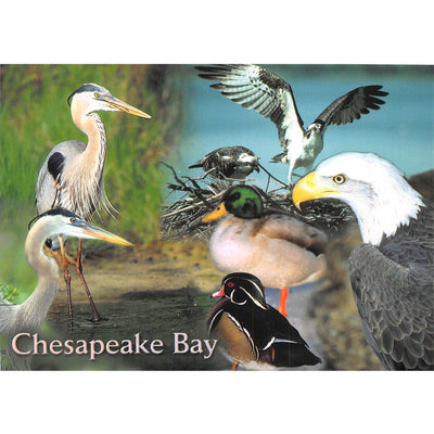 Postcard - Chesapeake Bay Birds