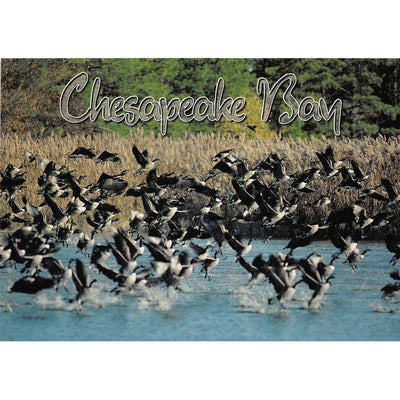Postcard - Chesapeake Bay Geese Blackwater Wildlife Refuge