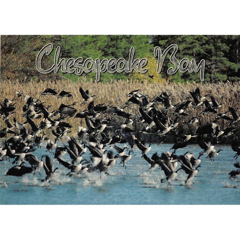 Postcard - Chesapeake Bay Geese Blackwater Wildlife Refuge