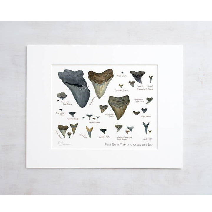 Chesapeake Bay Shark Teeth Fossil Watercolor Art Print - Matted