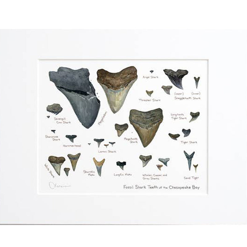 Chesapeake Bay Shark Teeth Fossil Watercolor Art Print - Matted