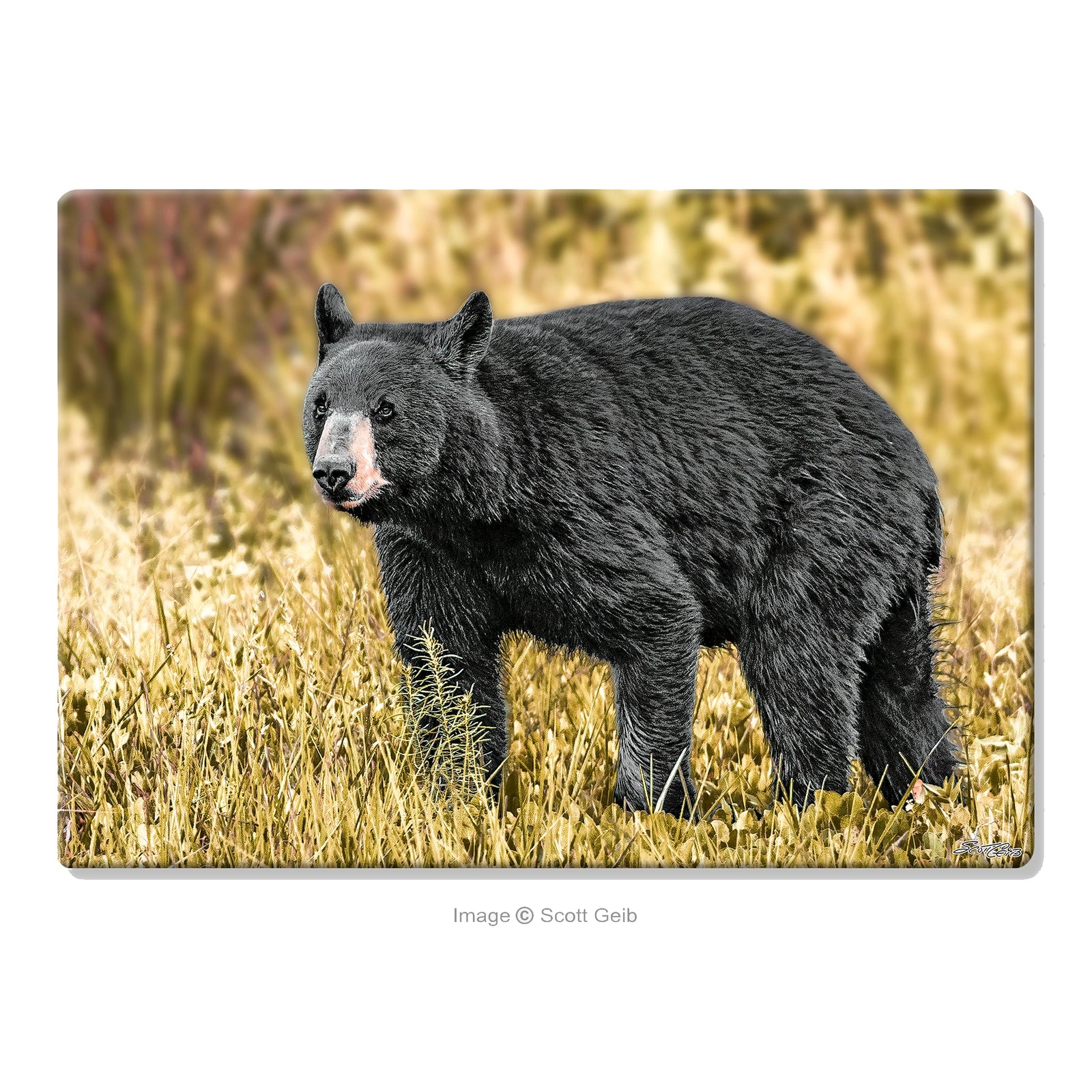 Western Maryland Bear Glass Cutting Board
